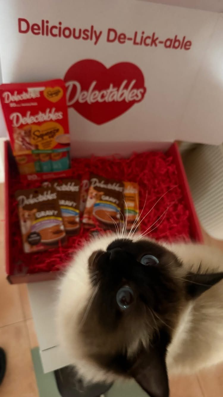 Fluffy black and white cat looking up at a box of cat treats.