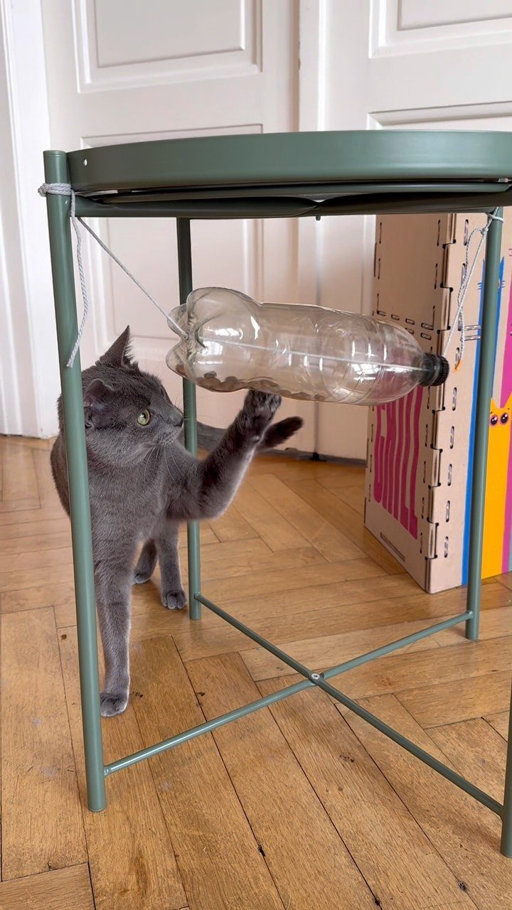 Grey cat playing with a homemade toy made from a plastic bottle.