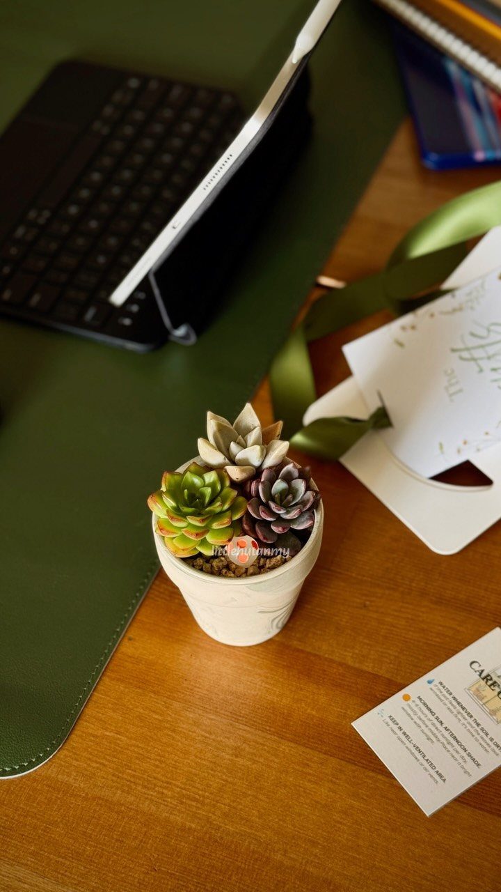 Small succulent plant in a white pot on a wooden office desk