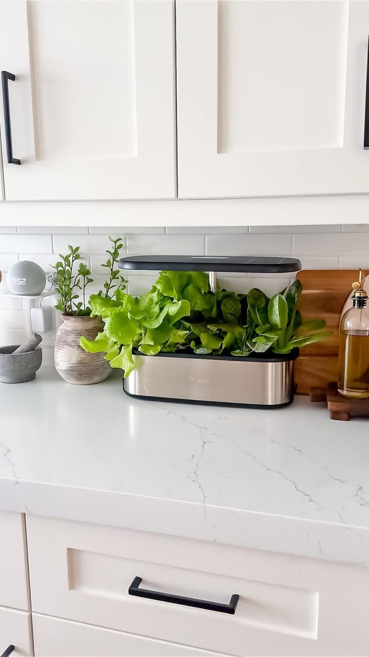Indoor hydroponic garden with green herbs on a white marble kitchen counter