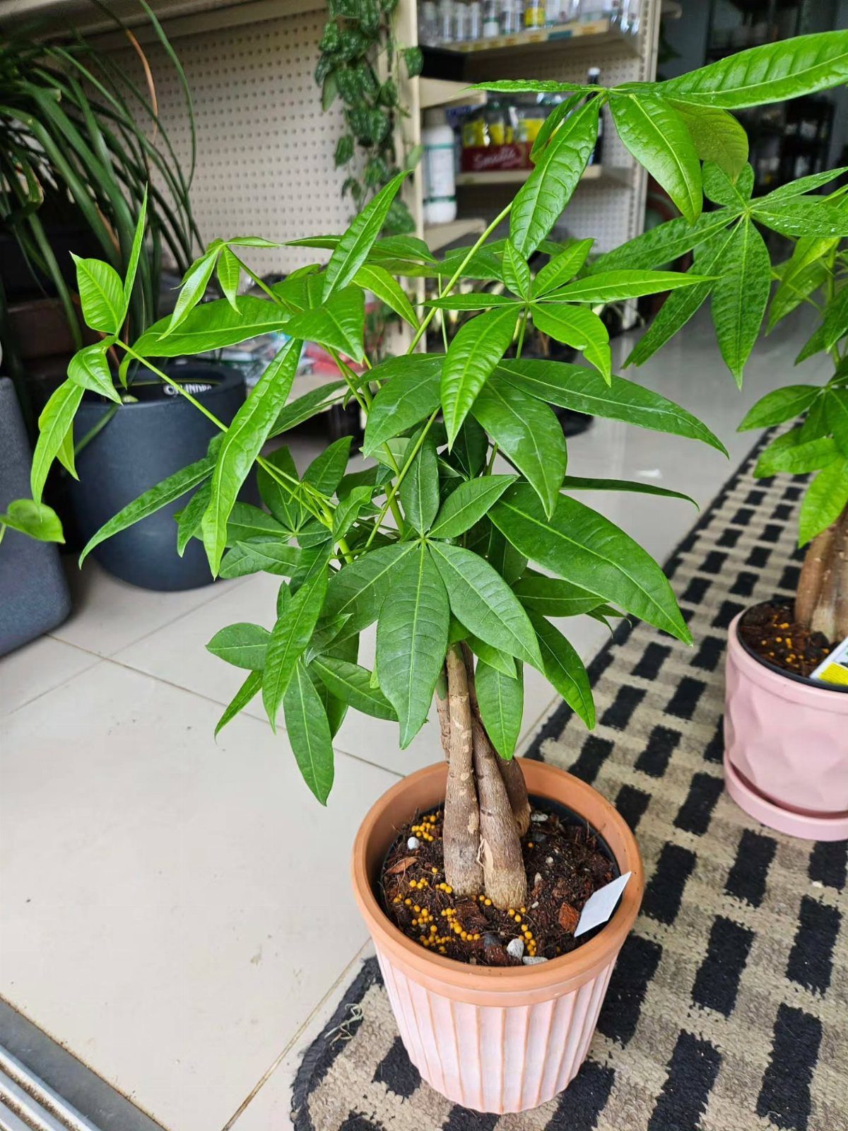 8 Gifts for People Who Have Everything 5 Money Tree plant with braided trunk in a pink ribbed ceramic pot