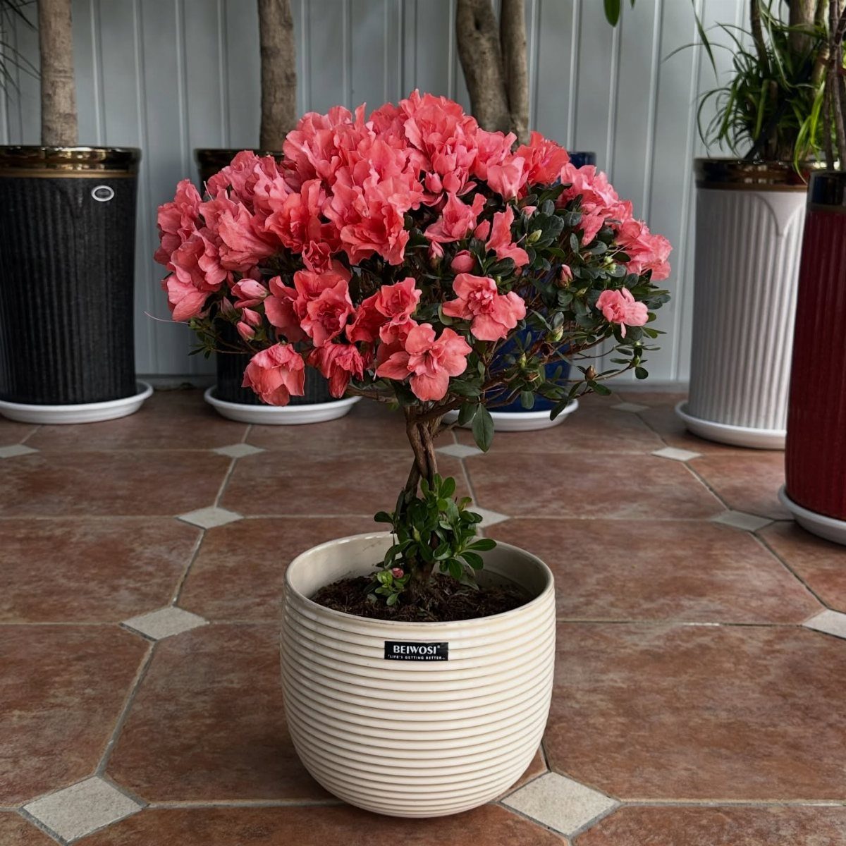 8 Gifts for People Who Have Everything 3 Bonsai tree with vibrant pink flowers in a white ribbed ceramic pot.