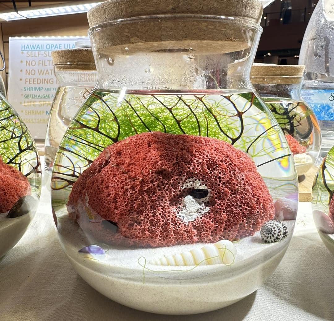 8 Gifts for People Who Have Everything 6 Glass terrarium jar containing a red porous rock, white sand, and green plants.