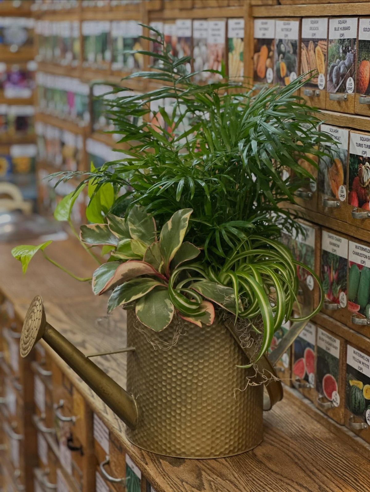 Gold hammered metal watering can used as a planter with lush green foliage.