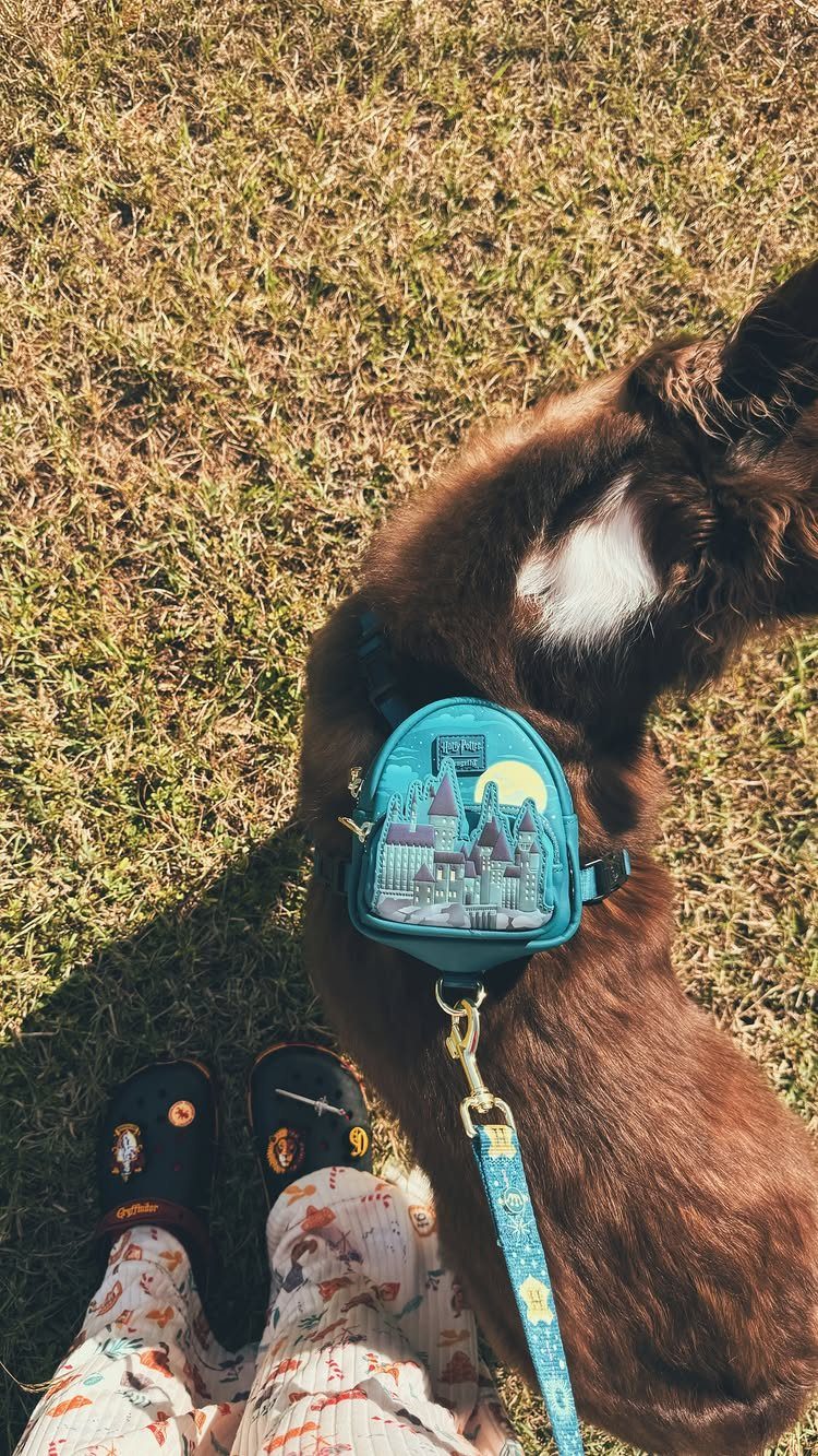25 Best Harry Potter Gifts for Every Wizarding Fan in 2026 8 Brown dog wearing a blue Harry Potter harness and leash on green grass.