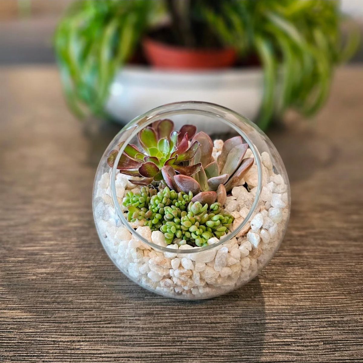 Small glass terrarium with succulents and white pebbles on a wooden table.