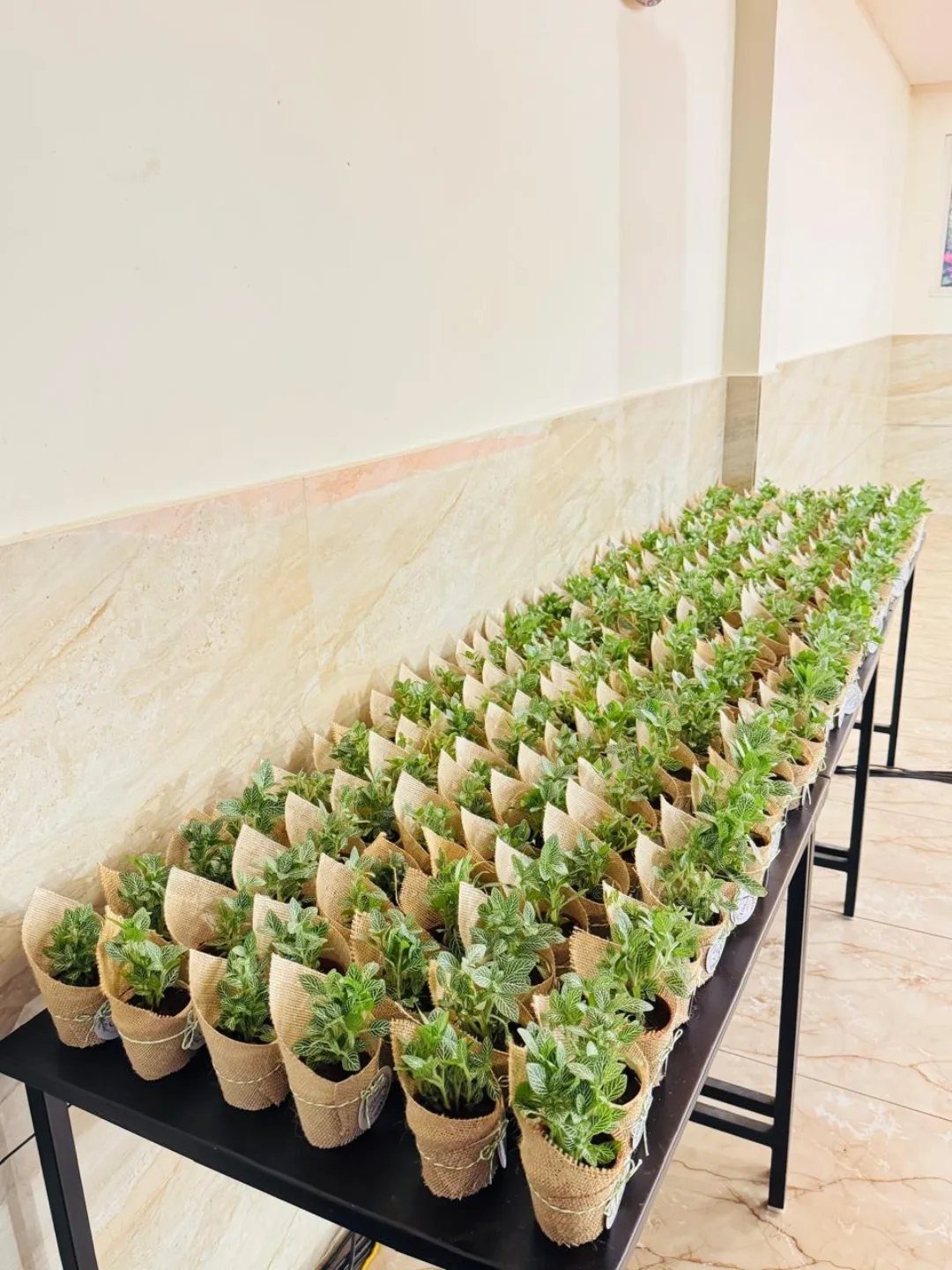 Small green plants in burlap-wrapped pots lined up on a black table.